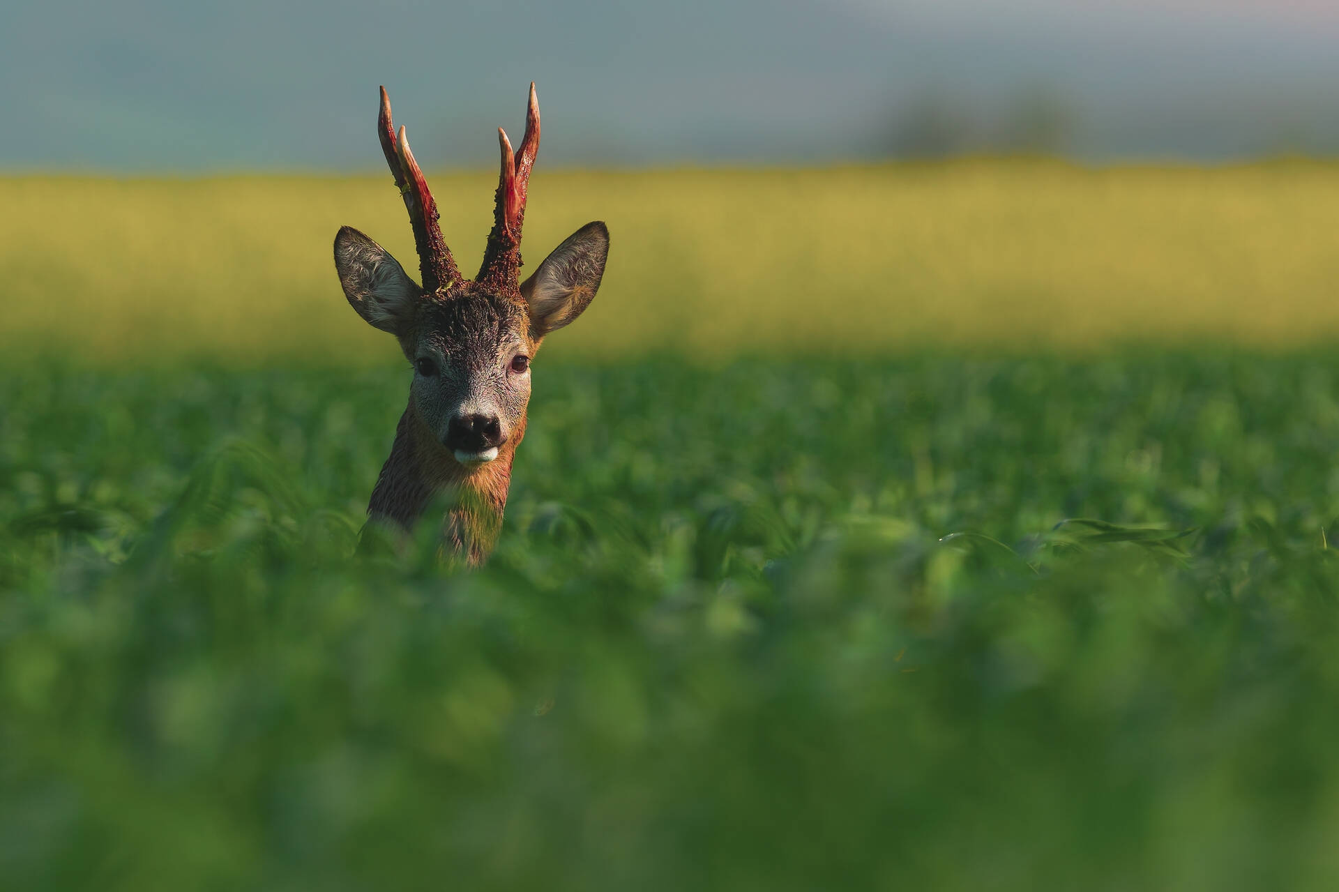 boddington_roebuck_tweed_media-3.jpg