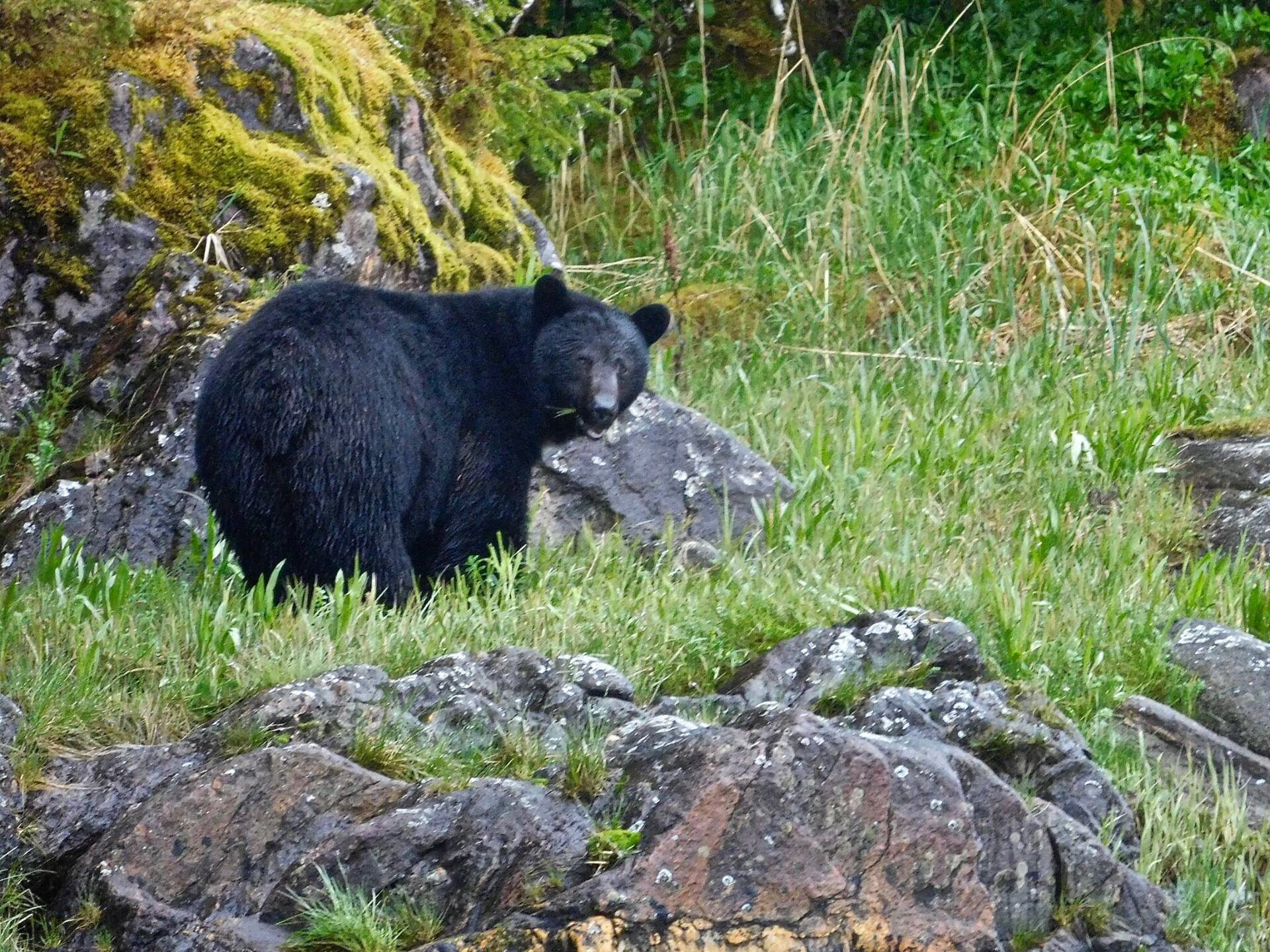 black-bear-rocky-habitat.jpg
