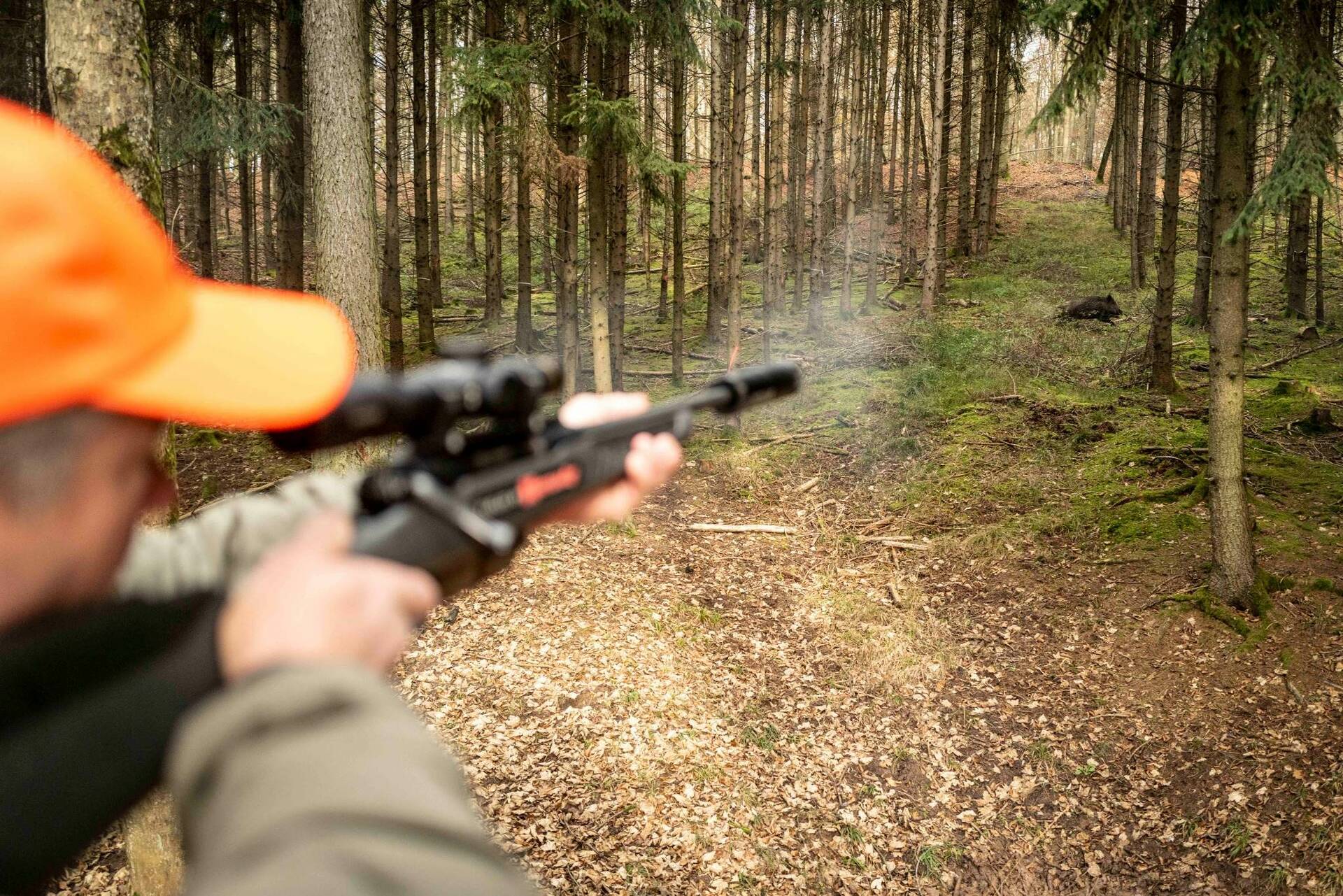 wild-boar_oettingen-22_optimized.jpg