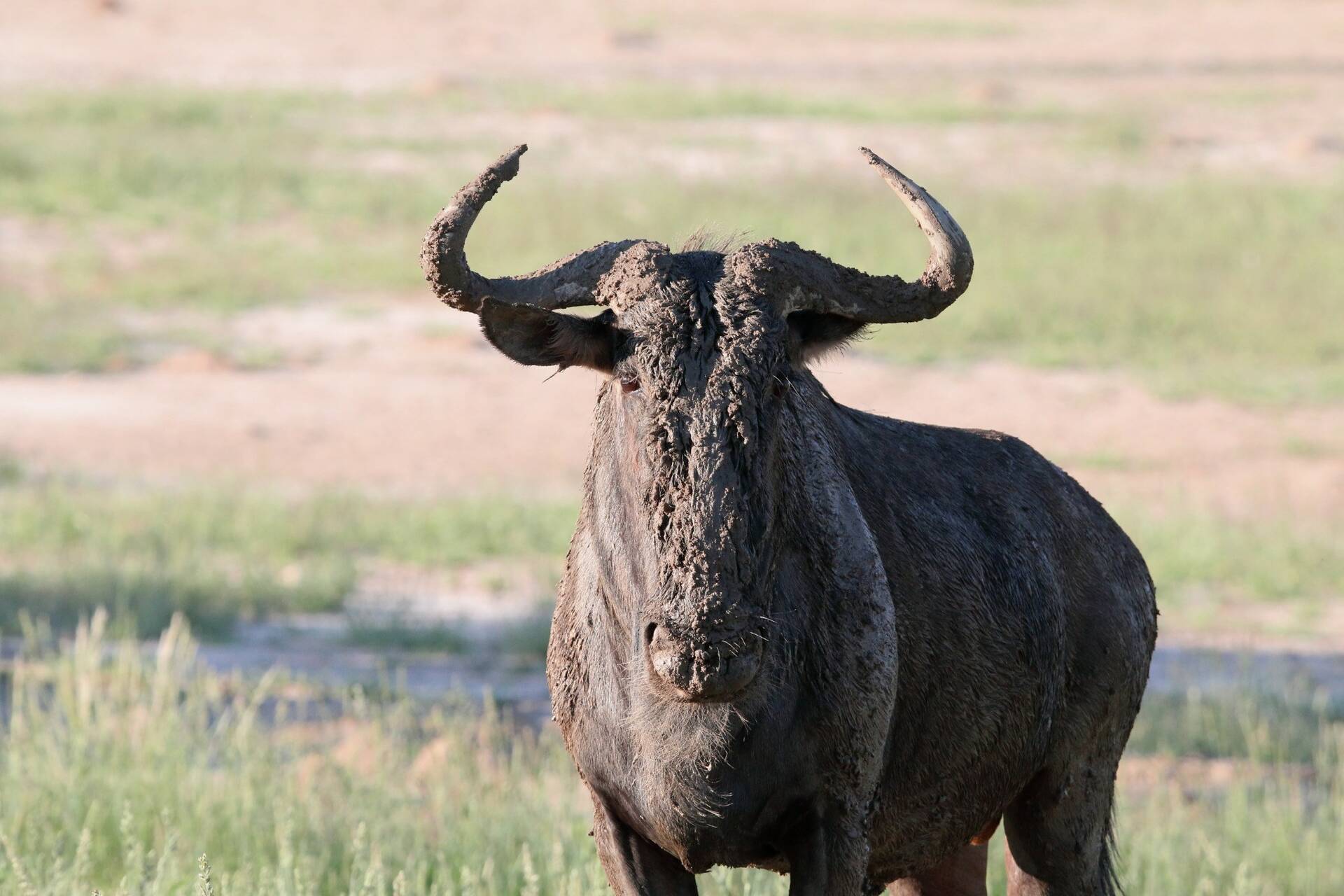 blue-wildebeest.jpg