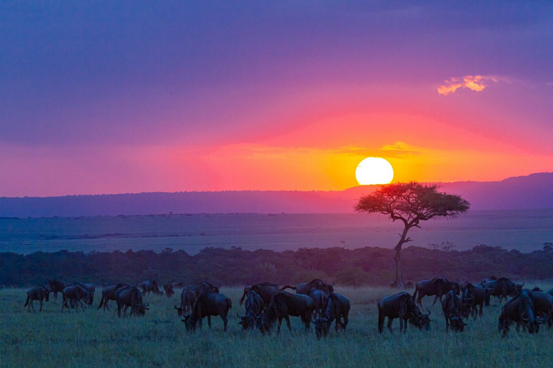 wildebeest-sunset.jpg