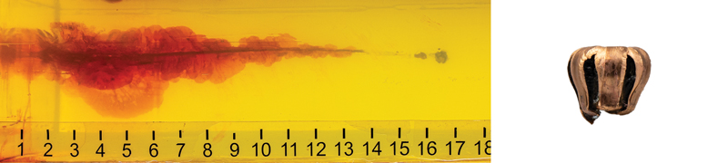 Bare Gelatin gel image