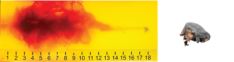Bare Gelatin gel image